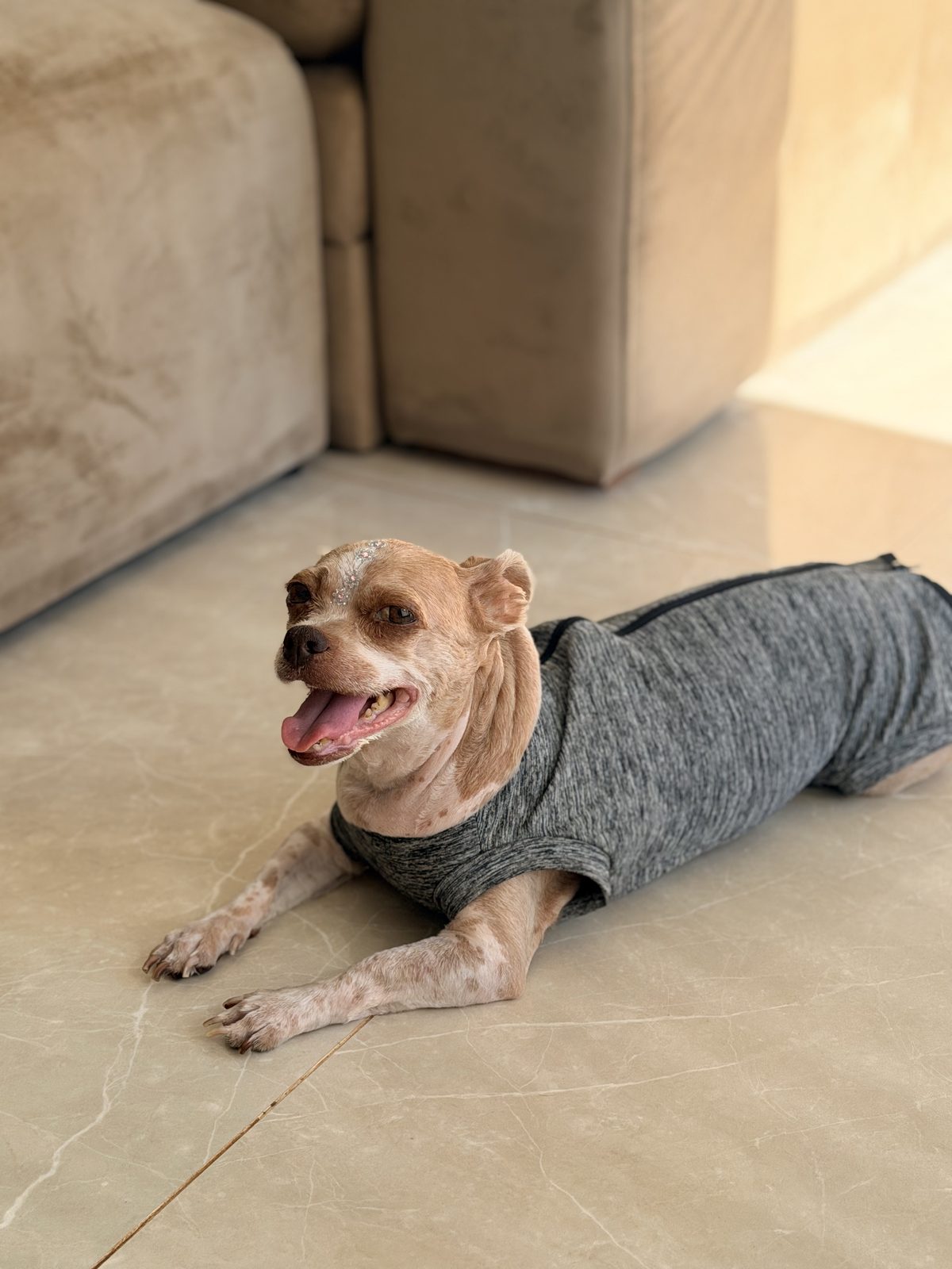 Cão tranquilo deitado no chão de casa usando suéter