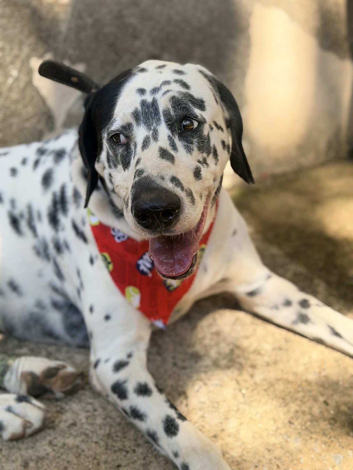 Cão dálmata tranquilo e feliz com bandana