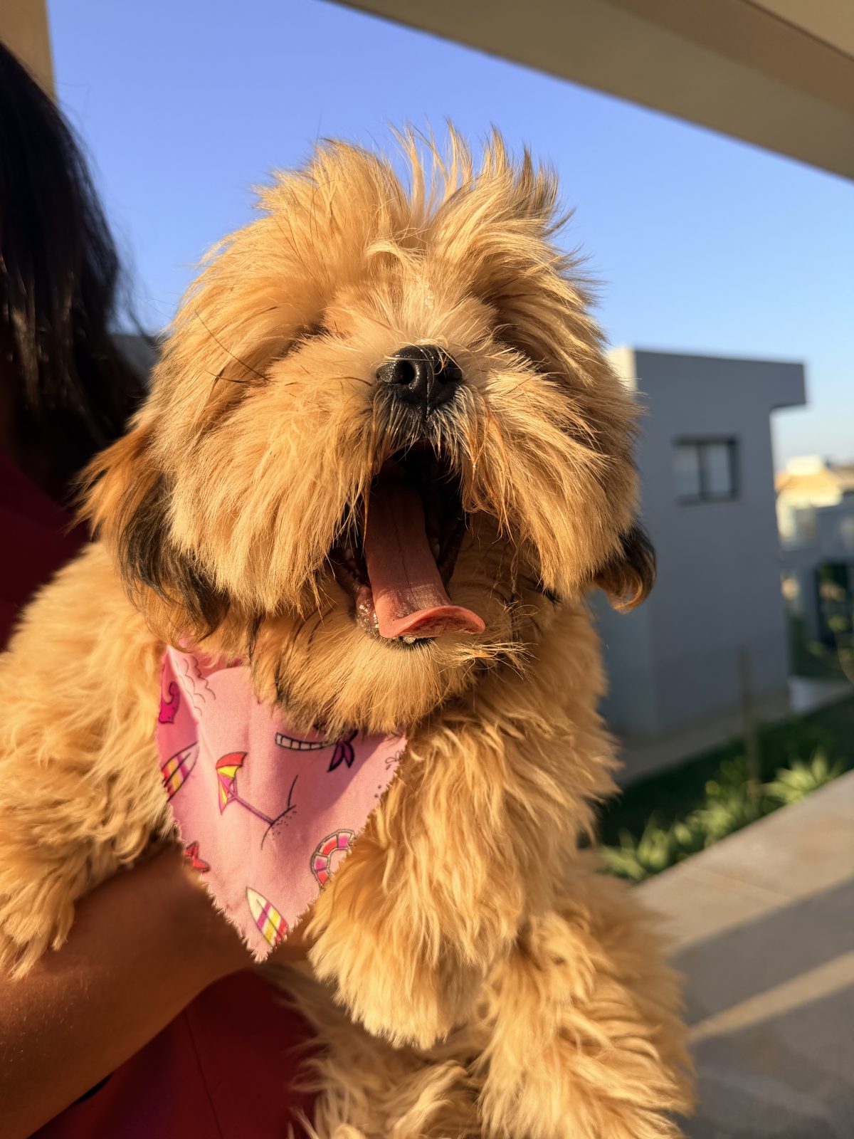 Pet feliz durante um dia de recreação no hotelzinho