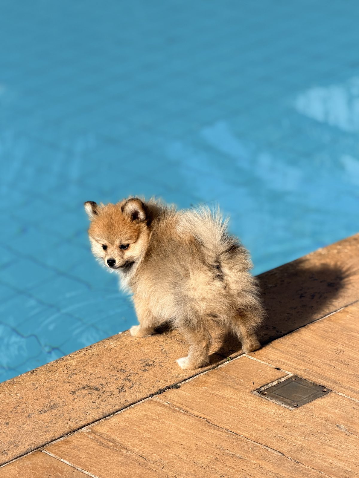 Pet na beira da piscina do hotelzinho